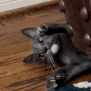 Meet your Posher, Hailey